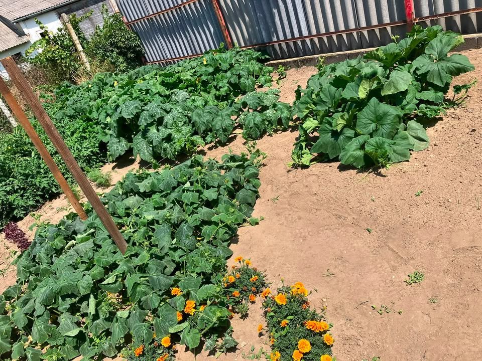 A gondos kezek munkájának gyümölcse, ill. zöldsége. 🍅🥒🧅🍆😁 Nálunk még…