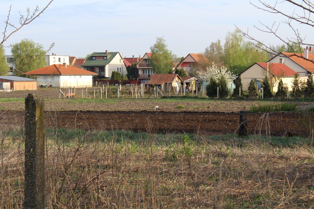 Gólya