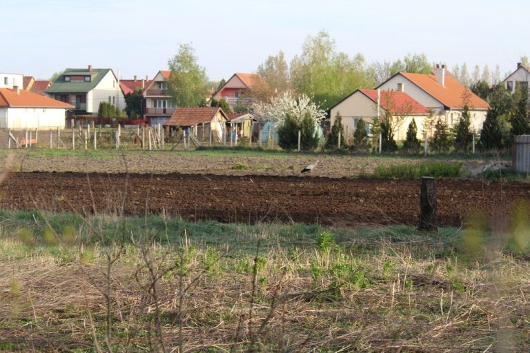 Gólya