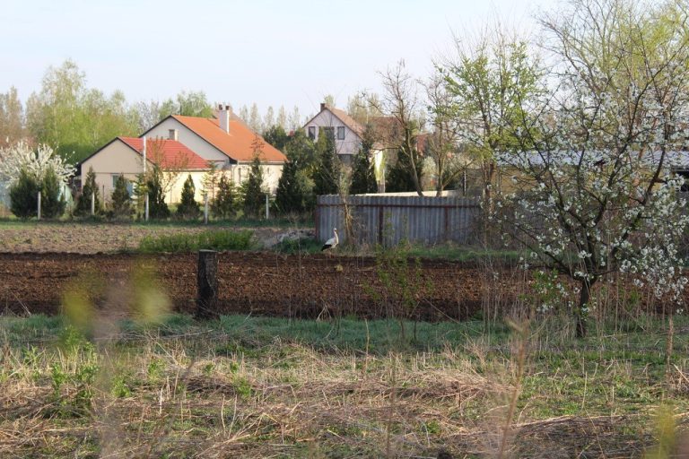 Gólya