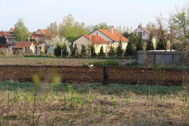 Gólya