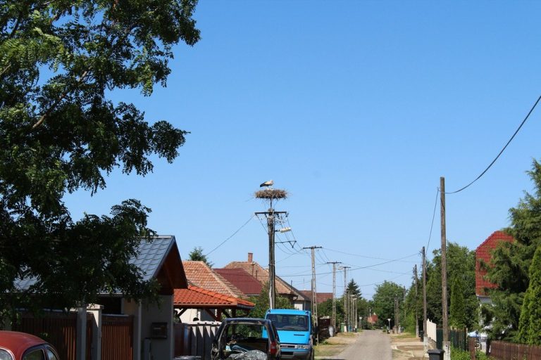 Gólya