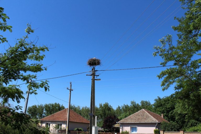 Gólya