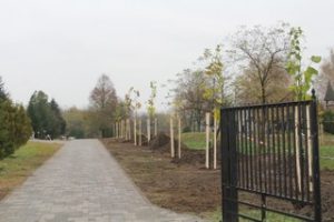 Ültetés 12